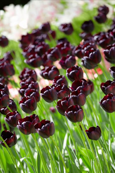 Tulipa Single Late Queen of the Night
