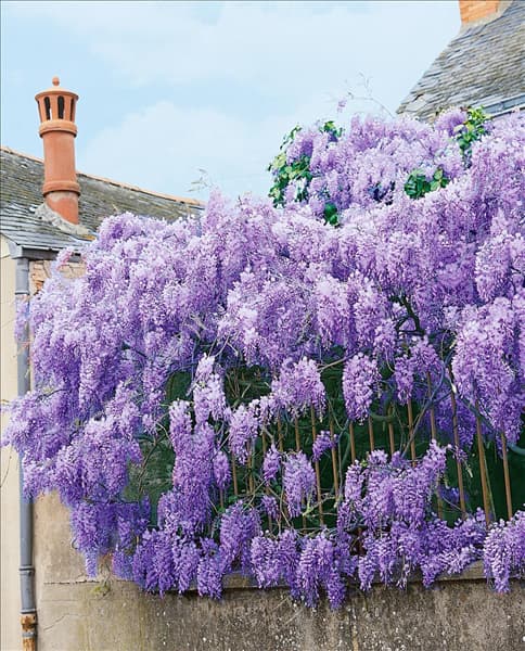 Wisteria sinensis / blue