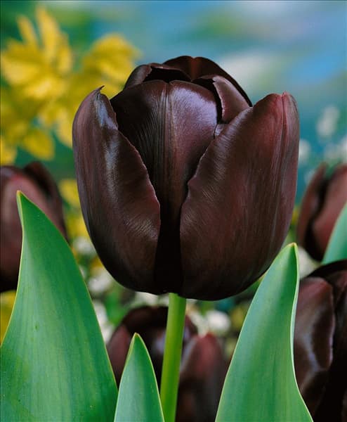 Tulipa Single Late Queen of the Night