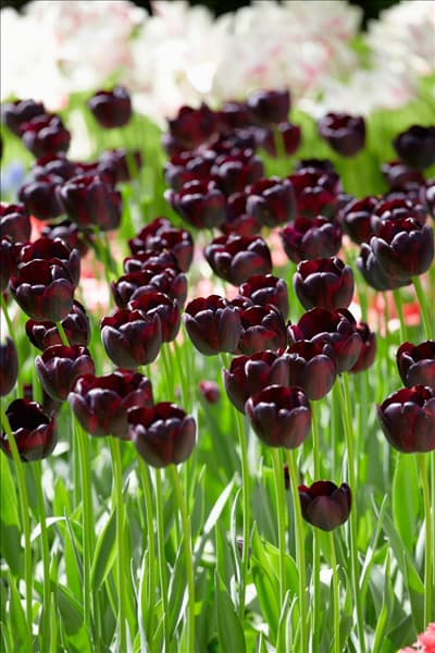 Tulipa Single Late Queen of the Night