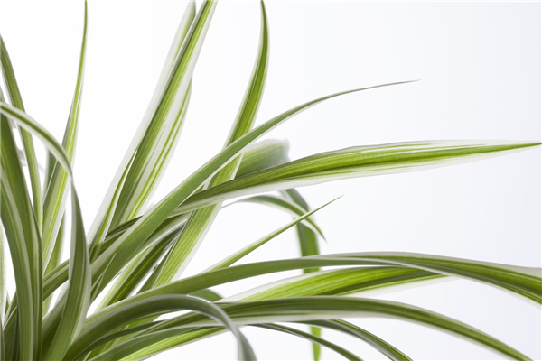 Chlorophytum comosum