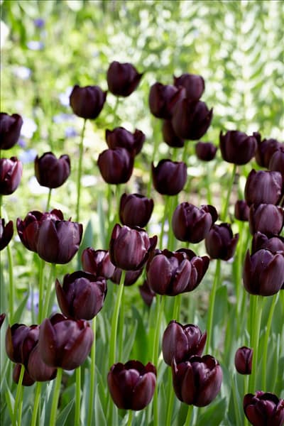 Tulipa Single Late Queen of the Night