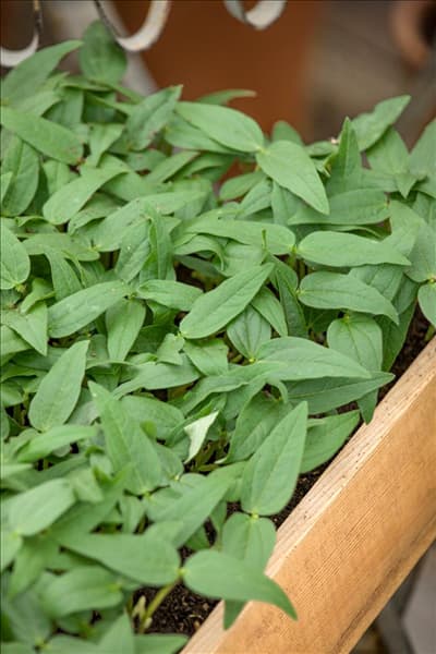 Vigna radiata