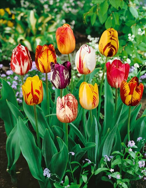 Tulipa - Rembrandt (RT) mixed