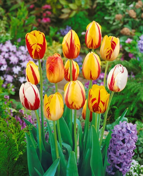 Tulipa - Rembrandt (RT) mixed