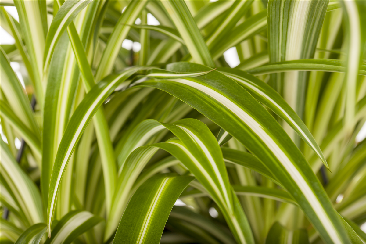 Chlorophytum comosum 'Variegatum'