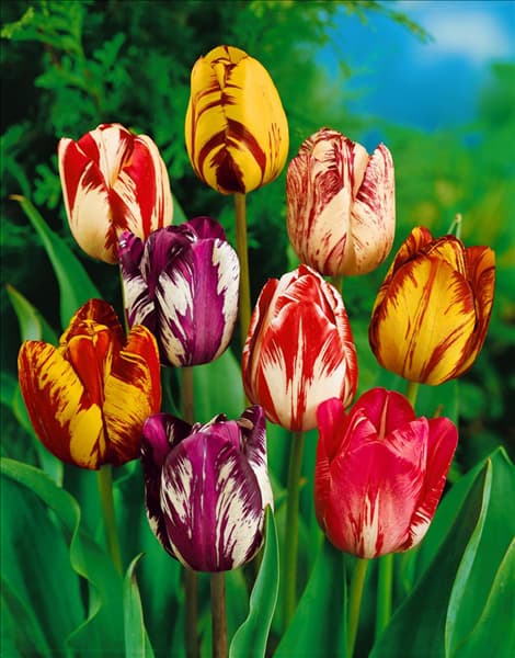 Tulipa - Rembrandt (RT) mixed