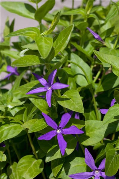 Vinca major Oxyloba