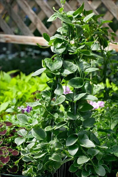 Vinca major