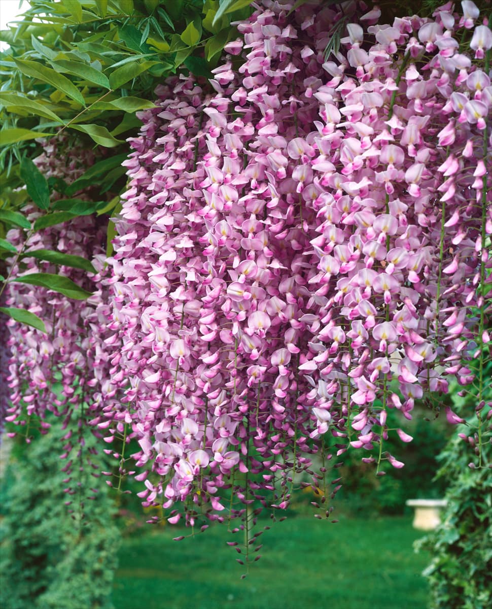 Wisteria sinensis Rosea
