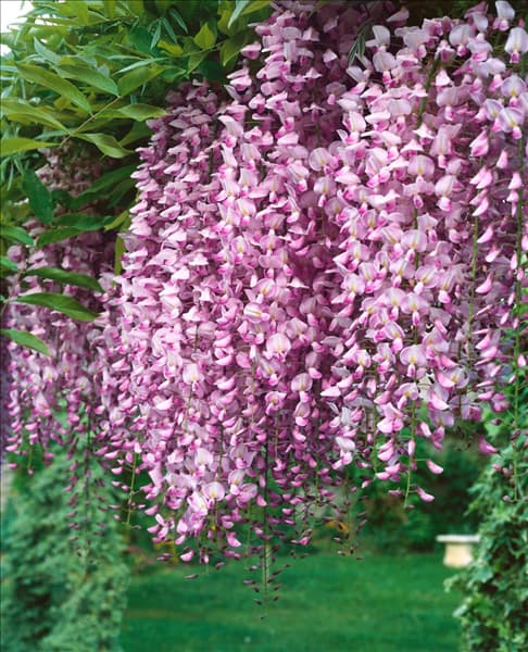 Wisteria sinensis 'Rosea'