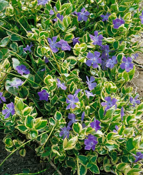 Vinca major Variegata