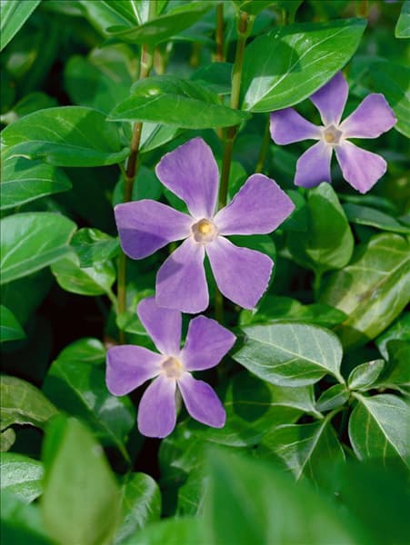 Vinca major