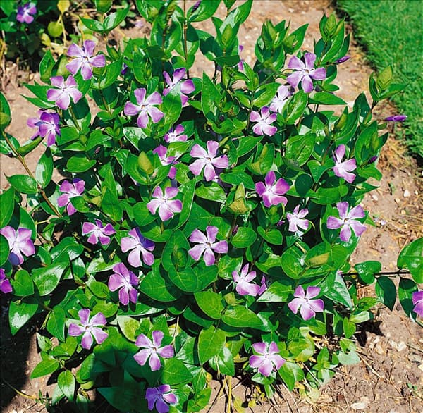 Vinca major