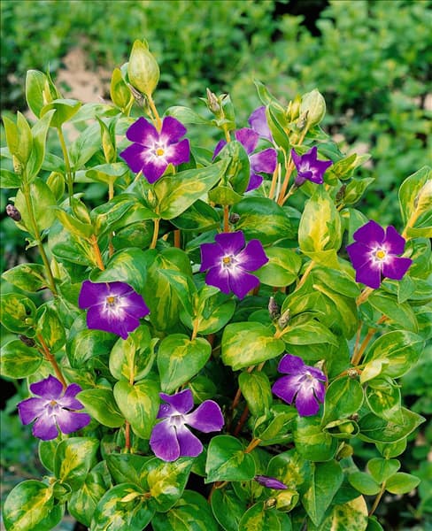 Vinca major Maculata