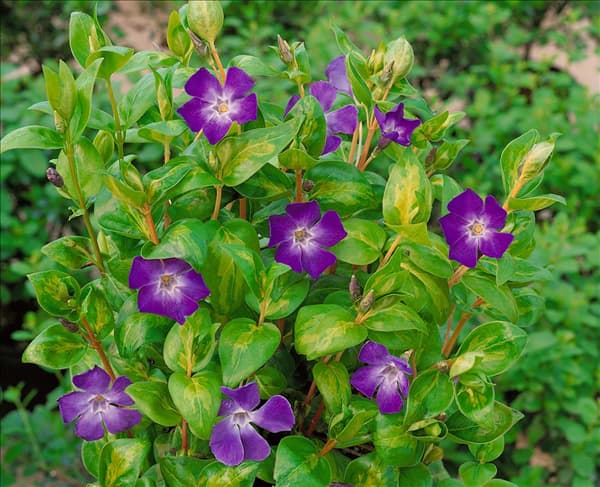 Vinca major Maculata