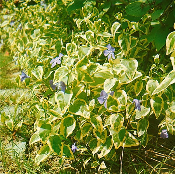 Vinca major Variegata