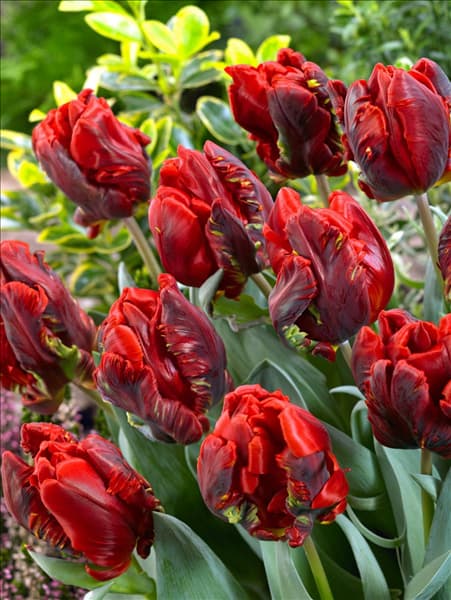 Tulipa Parrot Rococo