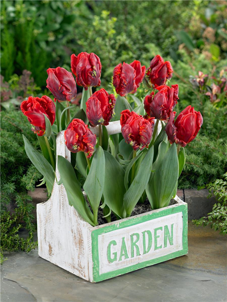 Tulipa Parrot Rococo im Holzkiste