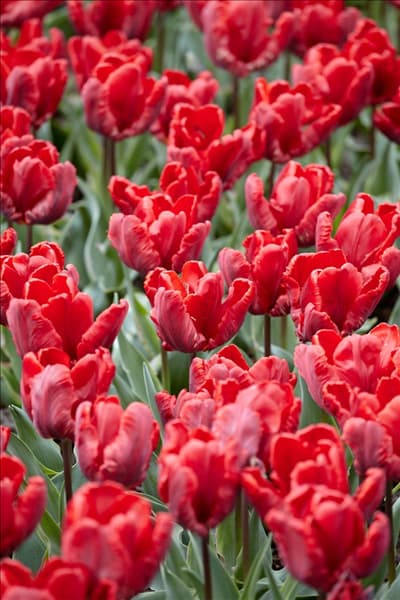 Tulipa Parrot Rococo