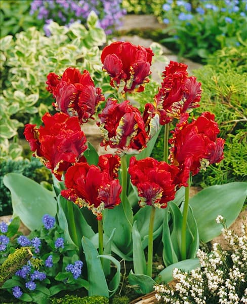 Tulipa Parrot Rococo