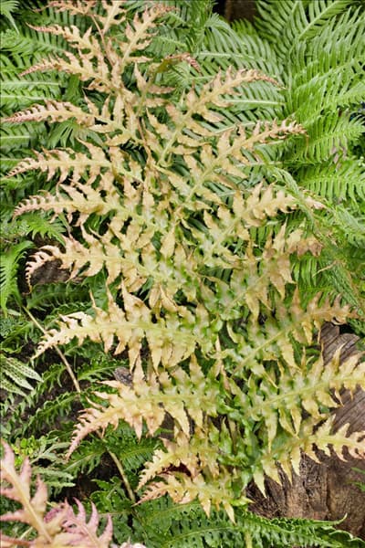 Woodwardia unigemmata