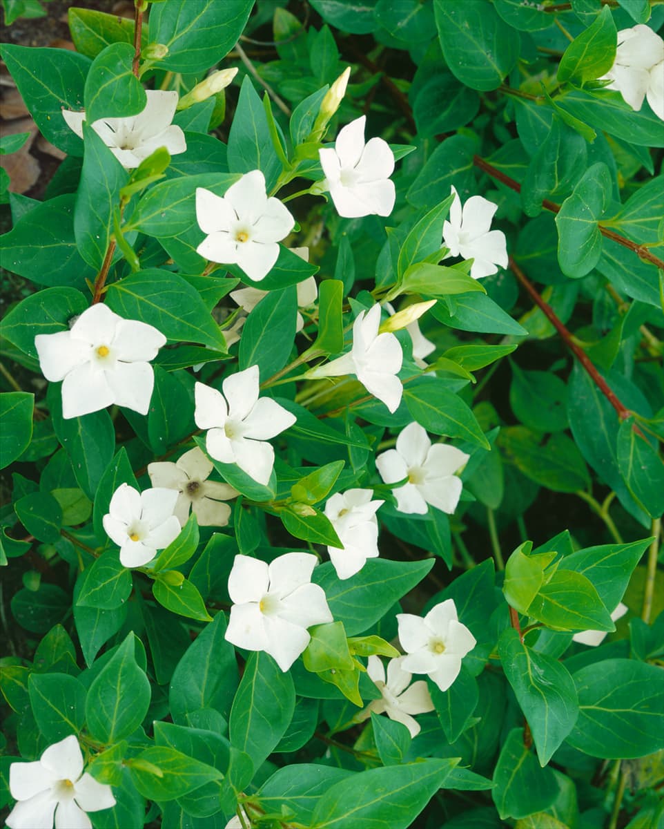 Vinca major Alba