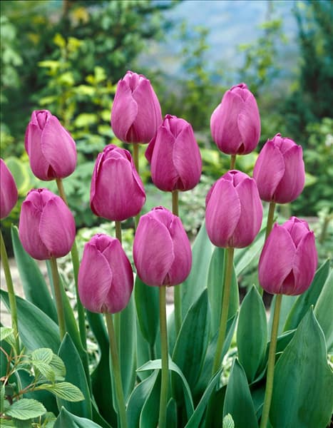 Triumph Tulpe (TT) Attila