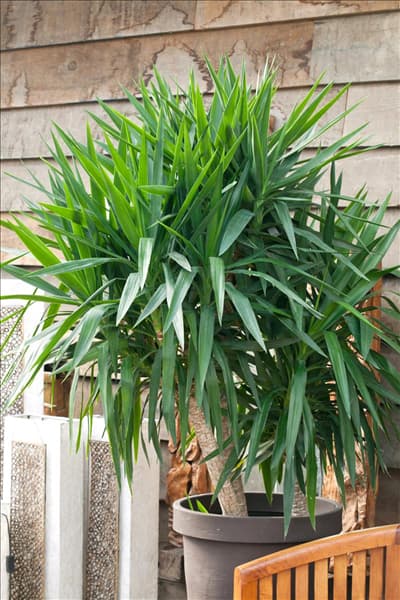 Yucca elephantipes