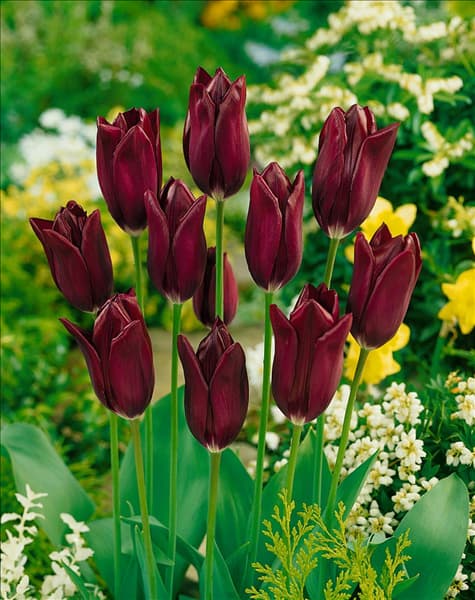 Triumph Tulpe (TT) Havran