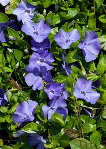 Vinca minor Anna