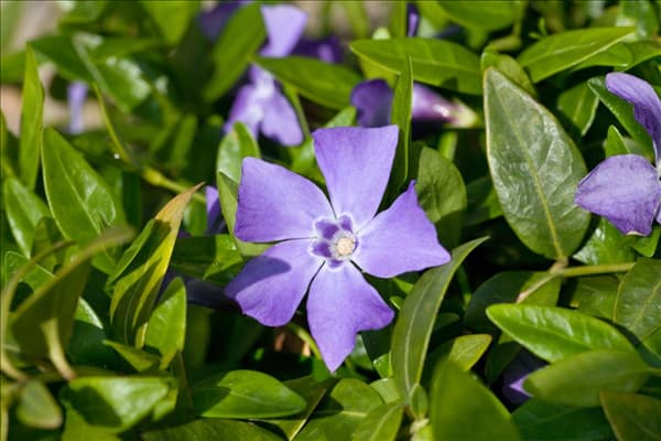 Vinca minor Marie