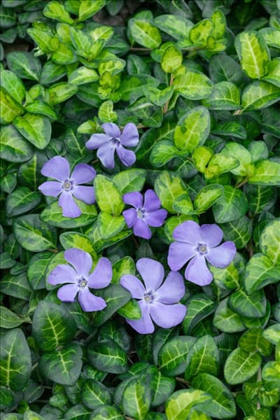 Vinca minor Whirlaway