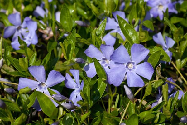 Vinca minor Josefine