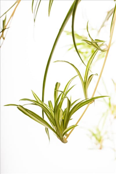 Chlorophytum comosum