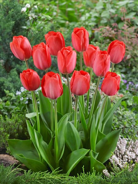 Tulipa Darwin Hybrid Van Eijk