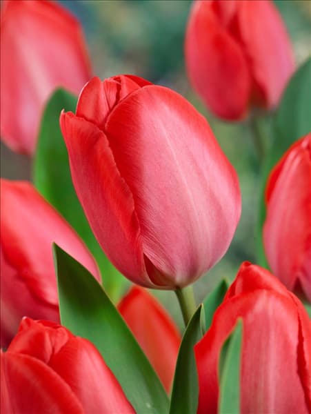 Tulipa Darwin Hybrid Van Eijk
