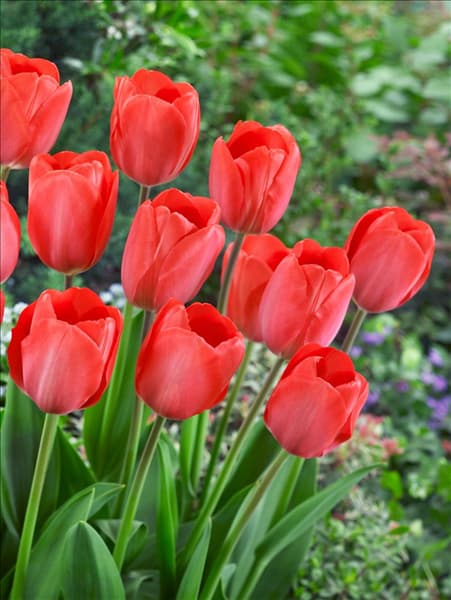 Tulipa Darwin Hybrid Van Eijk