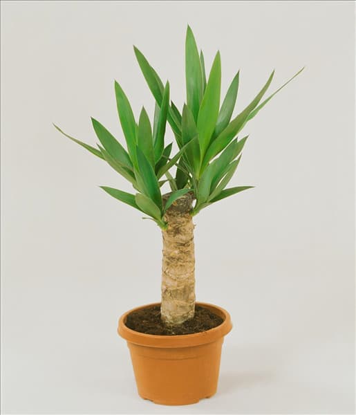 Yucca elephantipes