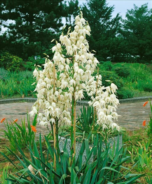 Yucca filamentosa