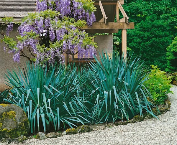 Yucca filamentosa