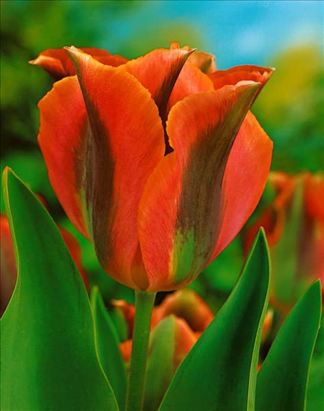 Tulipa Viridiflora Artist