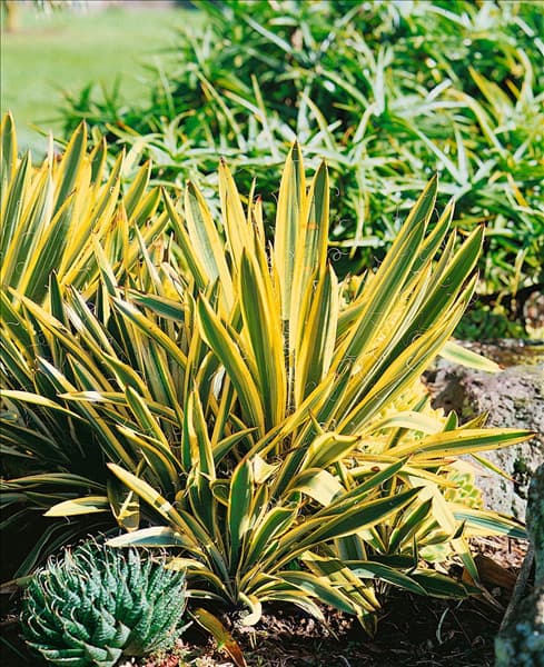 Yucca filamentosa Variegata