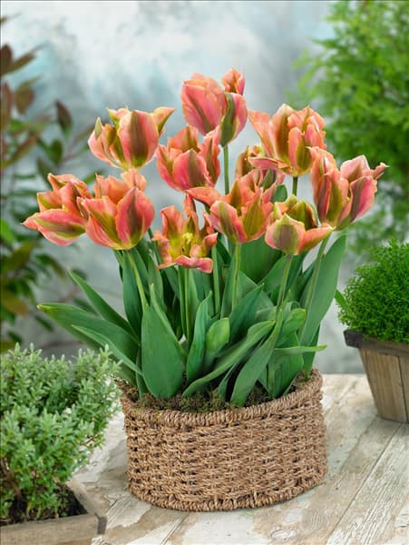 Tulipa viridiflora Artist