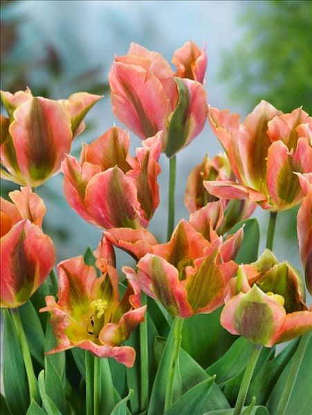 Tulipa viridiflora Artist