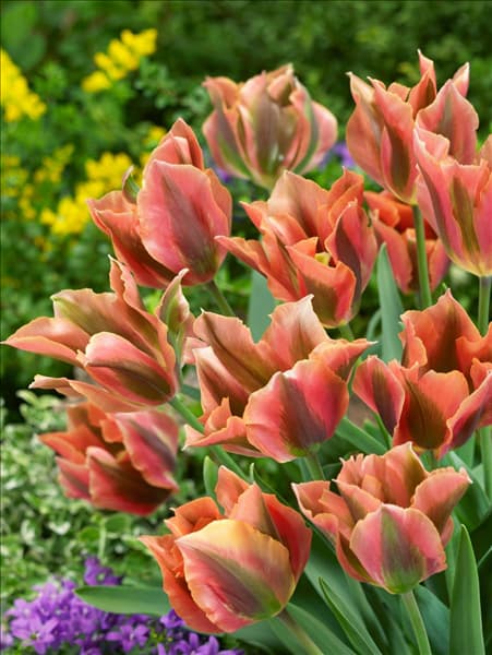 Tulipa viridiflora Artist