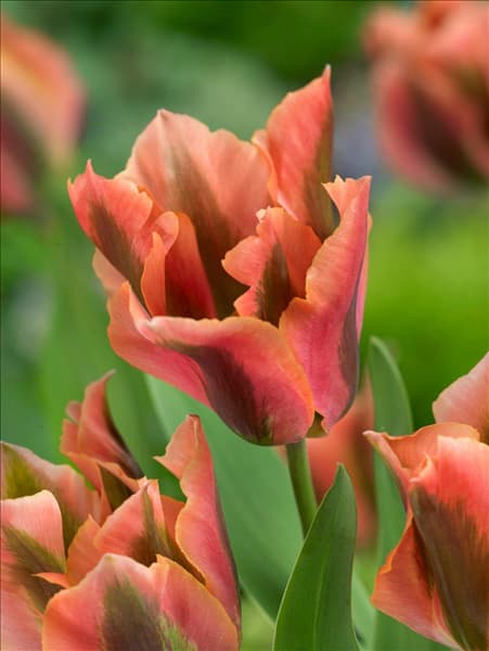 Tulipa viridiflora Artist
