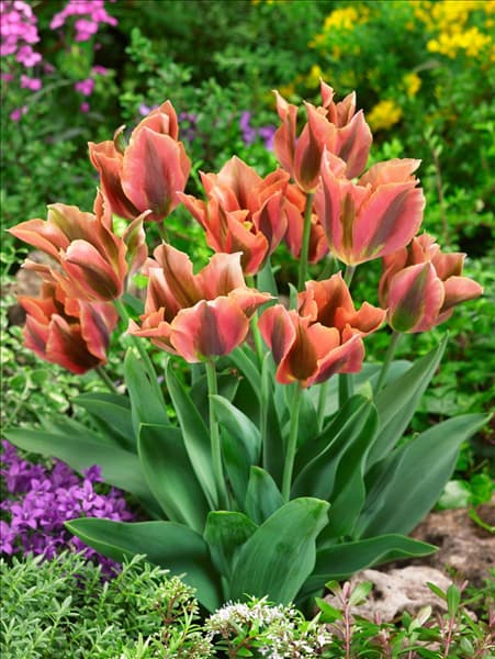 Tulipa viridiflora Artist