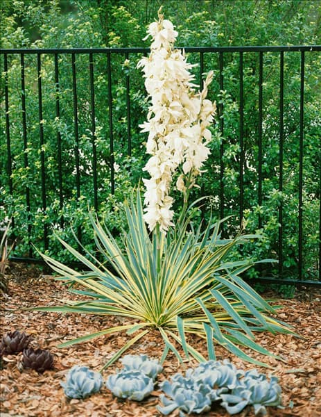 Yucca filamentosa Bright Edge