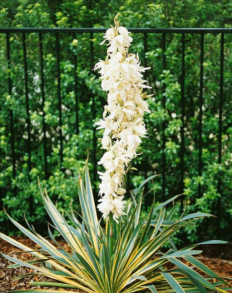 Yucca filamentosa Bright Edge